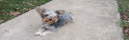 Yorkiepoo dogs for stud: Freddy Jrs - Ad 9