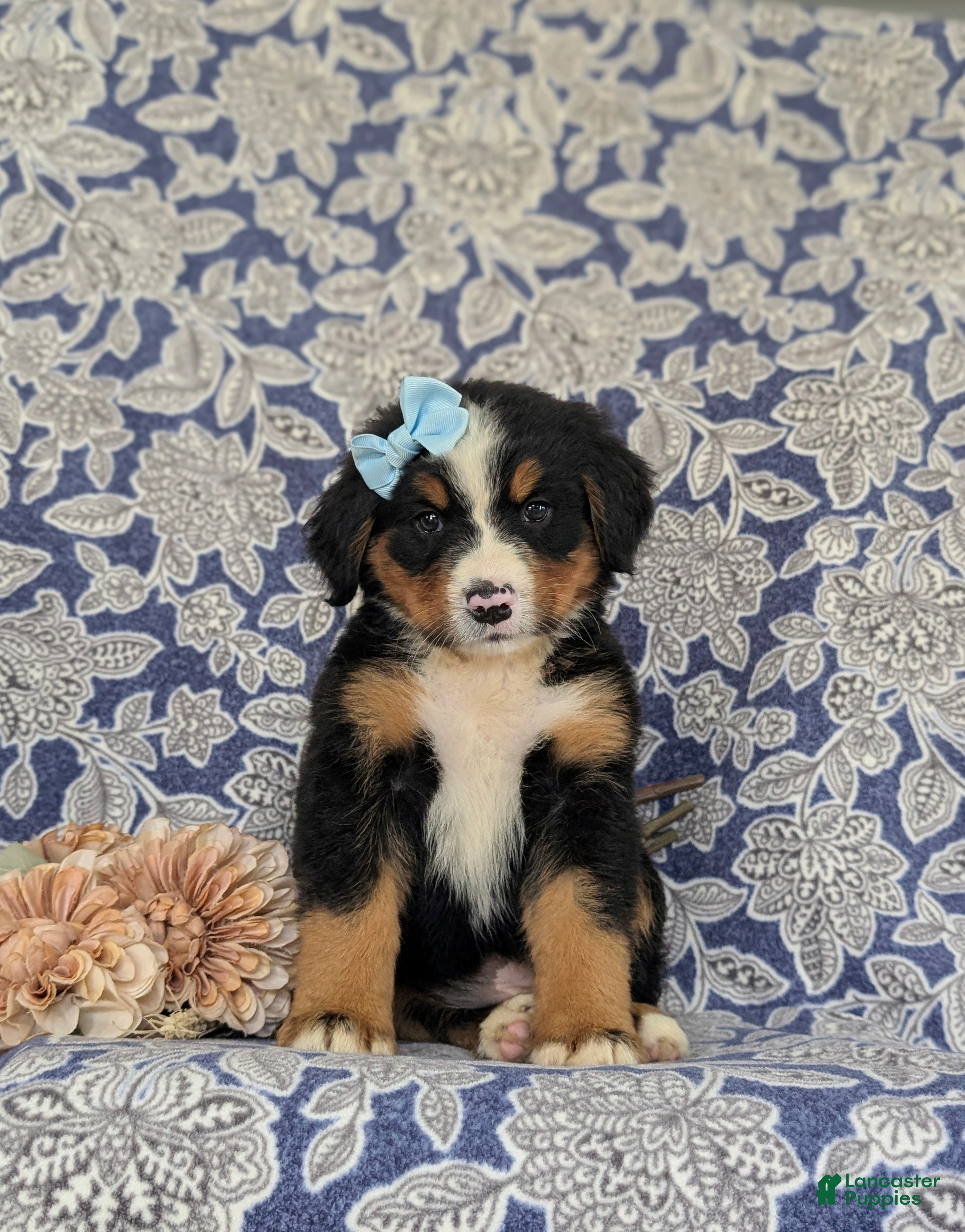 Bernese Mountain Dog dogs Farrah - Ad 2
