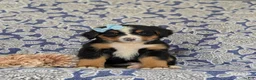Bernese Mountain Dog dogs for sale: Farrah - Ad 2