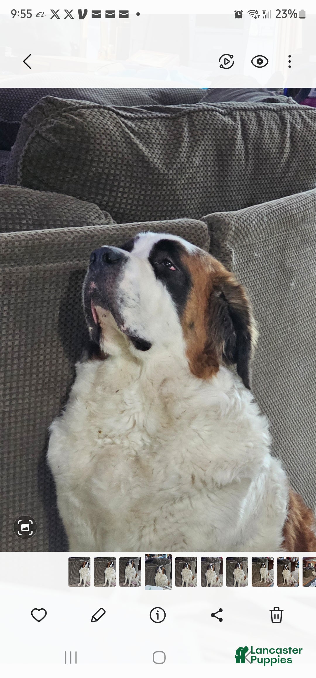 Saint Bernard dogs for sale: Saint Bernard Puppy 1 - Ad 4