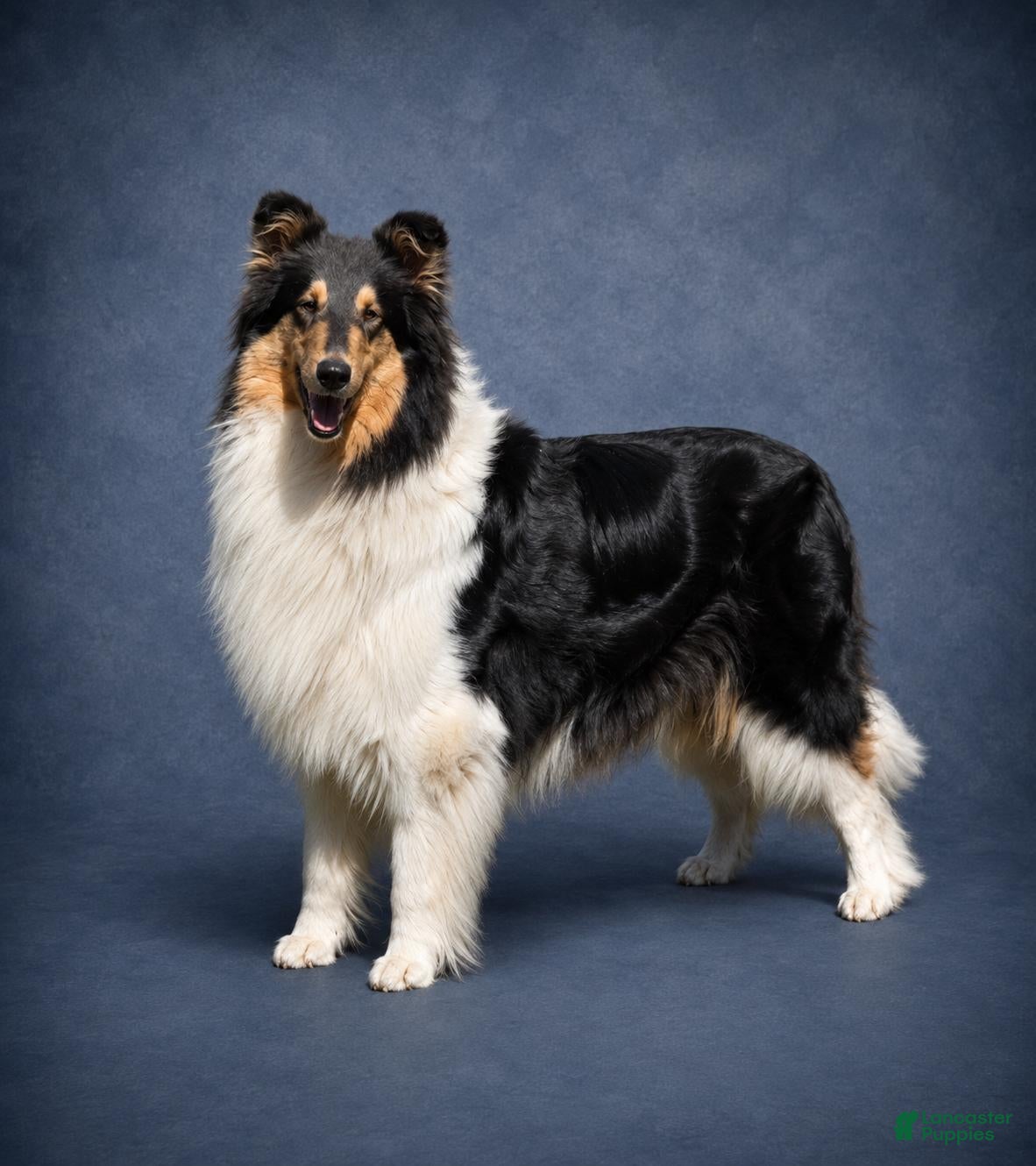 Collie 1 Collie for sale in Pomona Park | Lancaster Puppies