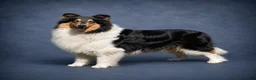 Collie dogs for sale: Collie 1 - Ad 4
