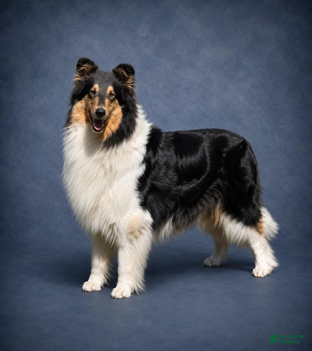 Collie dogs for sale: Collie 2 - Ad 2