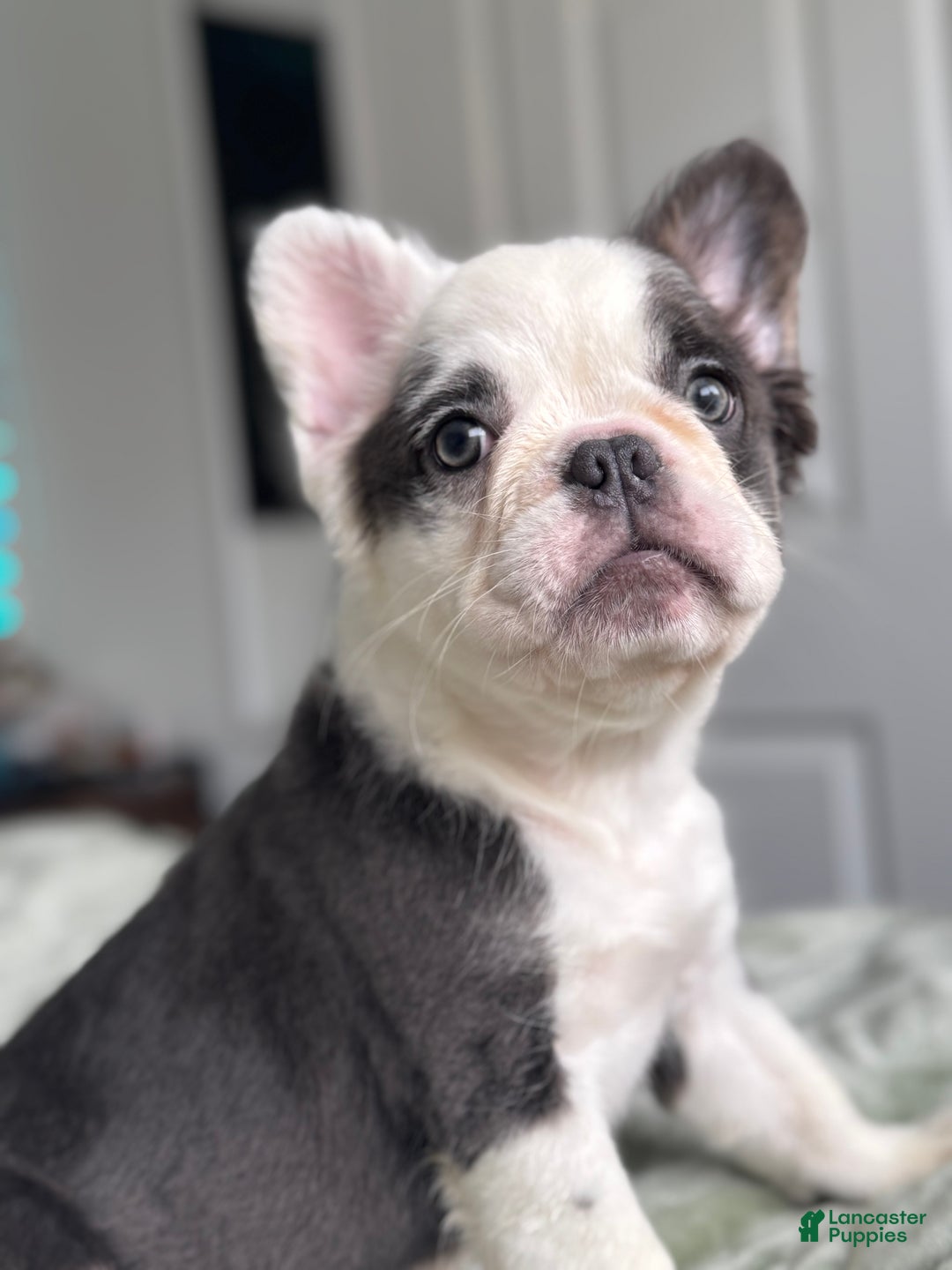 French Bulldog dogs for sale: Fluffy Blue Irish Pied Boy - Ad 13