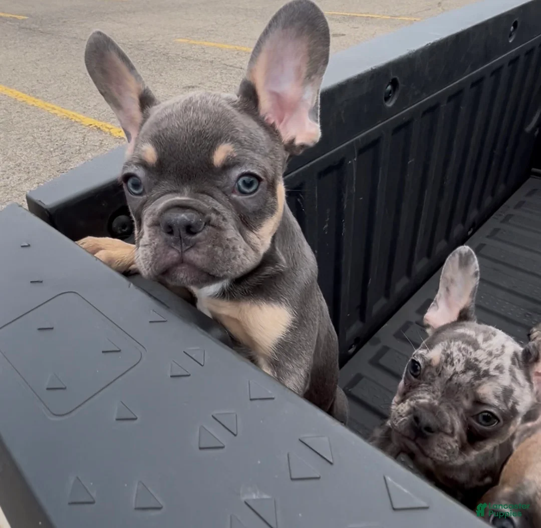 French Bulldog dogs for sale: French Bulldog Puppy 3 - Ad 2