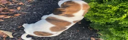 Mixed Breed dogs for sale: Jo - Ad 7