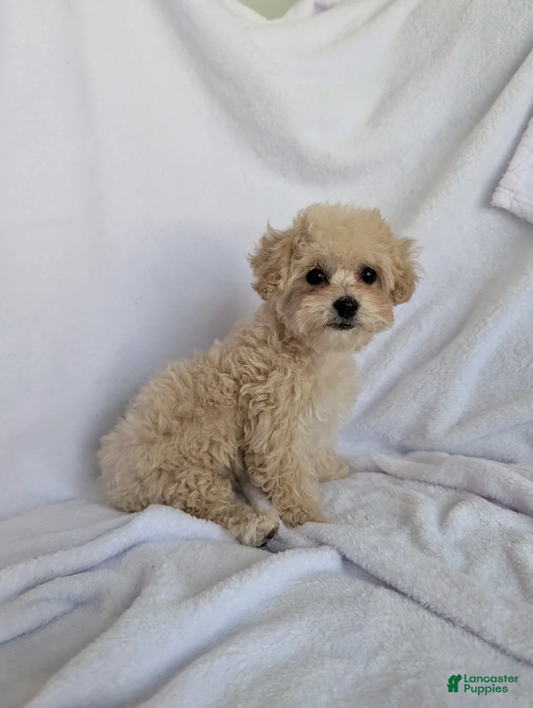 Bichpoo dogs for sale: Remi - Ad 2