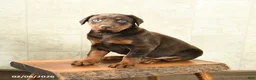 Doberman Pinscher dogs for sale: Fancy - Ad 3
