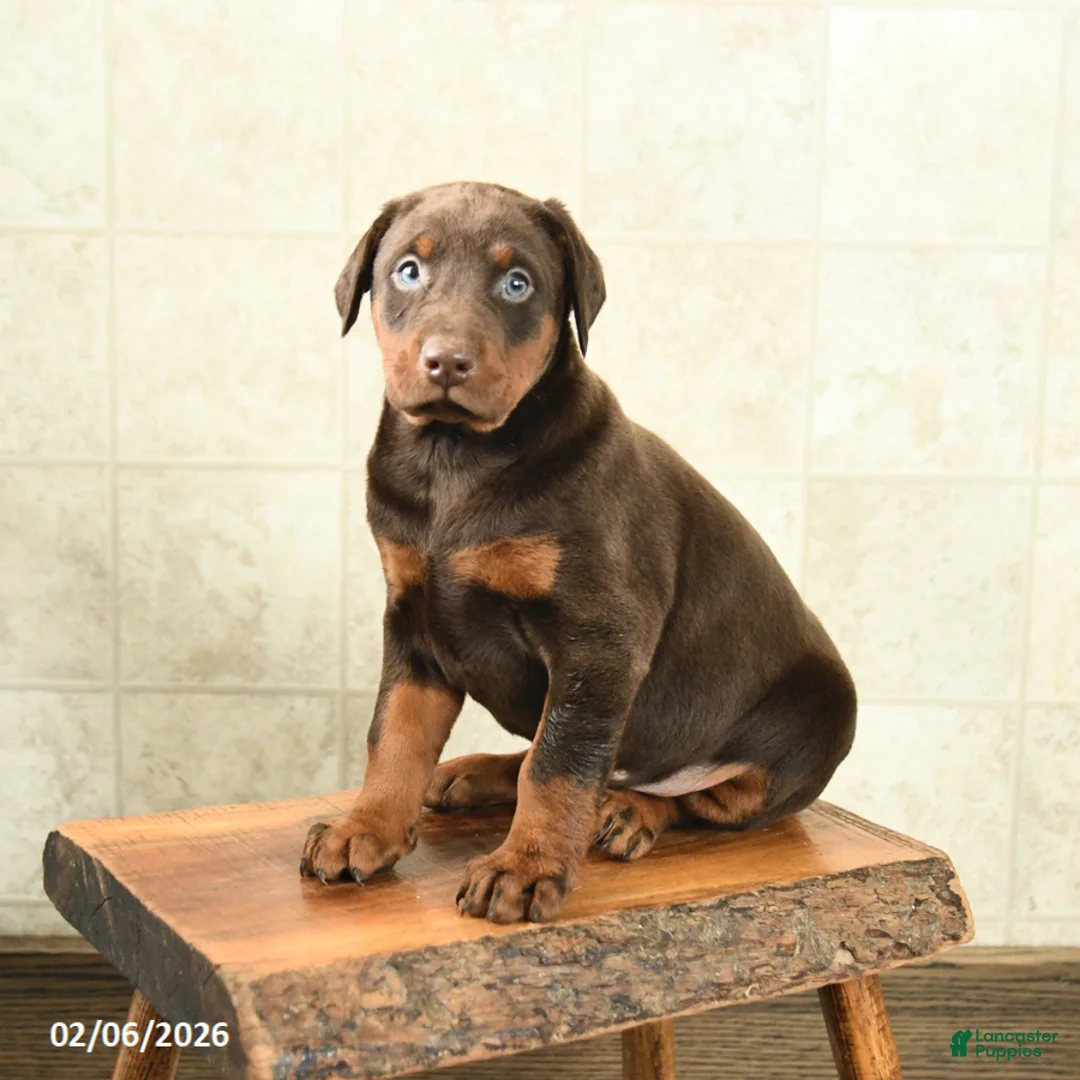 Doberman Pinscher dogs for sale: Fancy - Ad 3