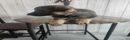 German Shepherd dogs for sale: Luna - Ad 3