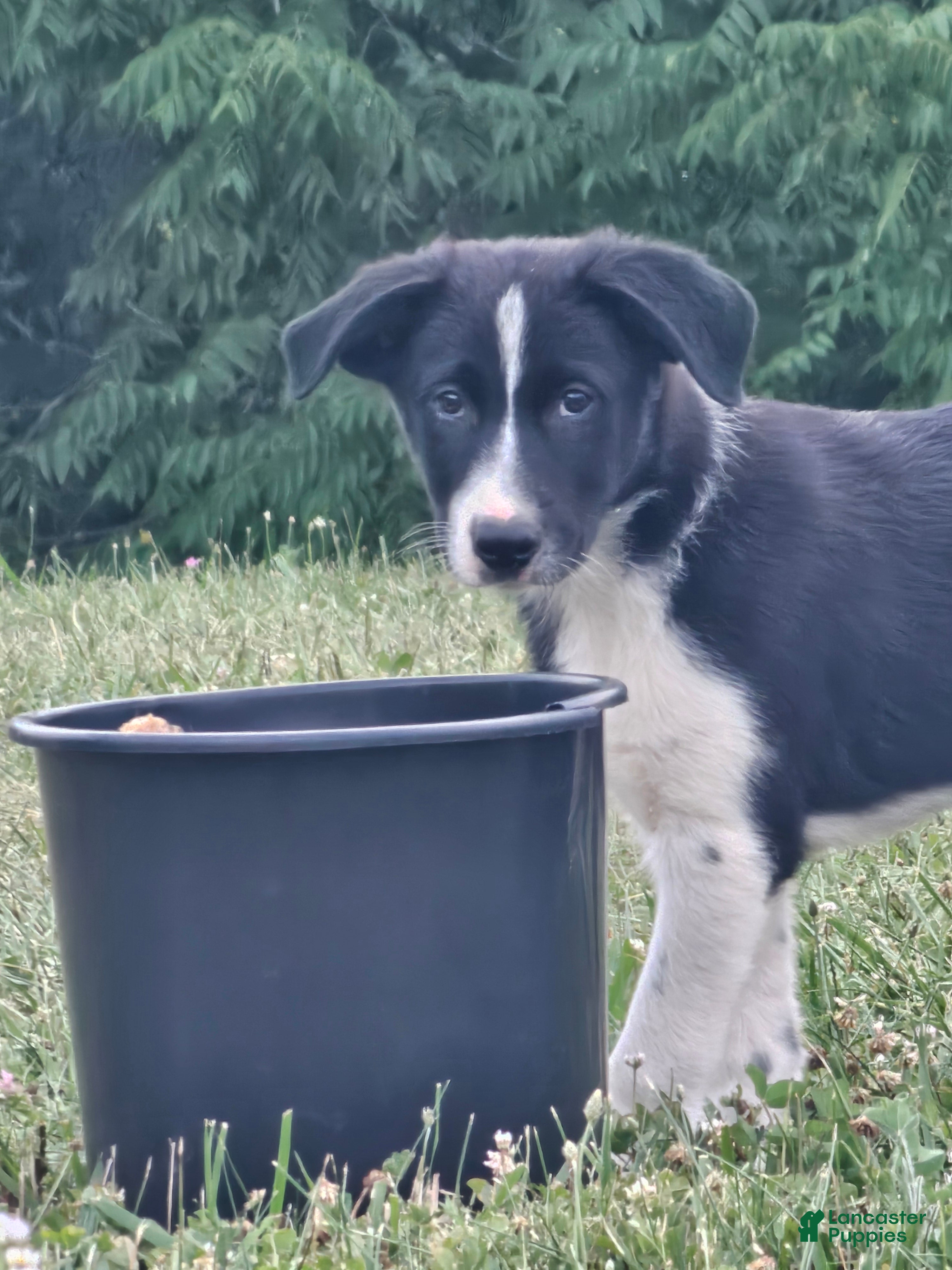 Border Collie dogs Jackson  - Ad 1