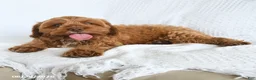 Cavapoo dogs for sale: Byron - Ad 4