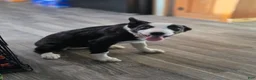 Border Collie dogs for sale: Kaida - Ad 14