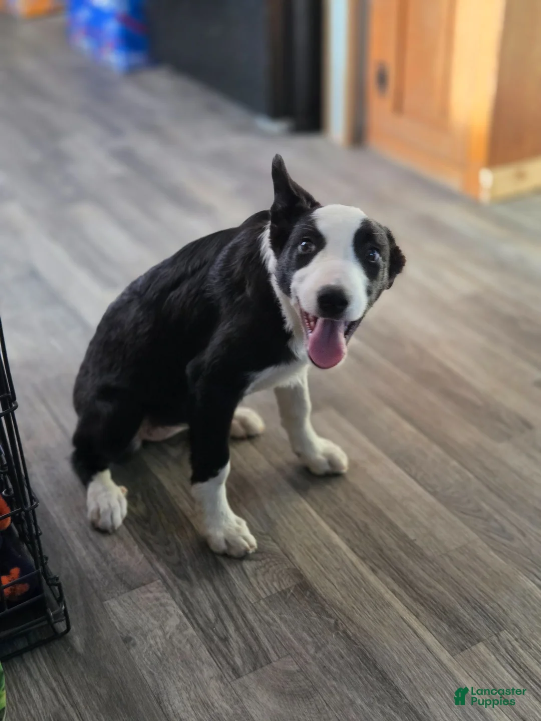 Border Collie dogs for sale: Kaida - Ad 14