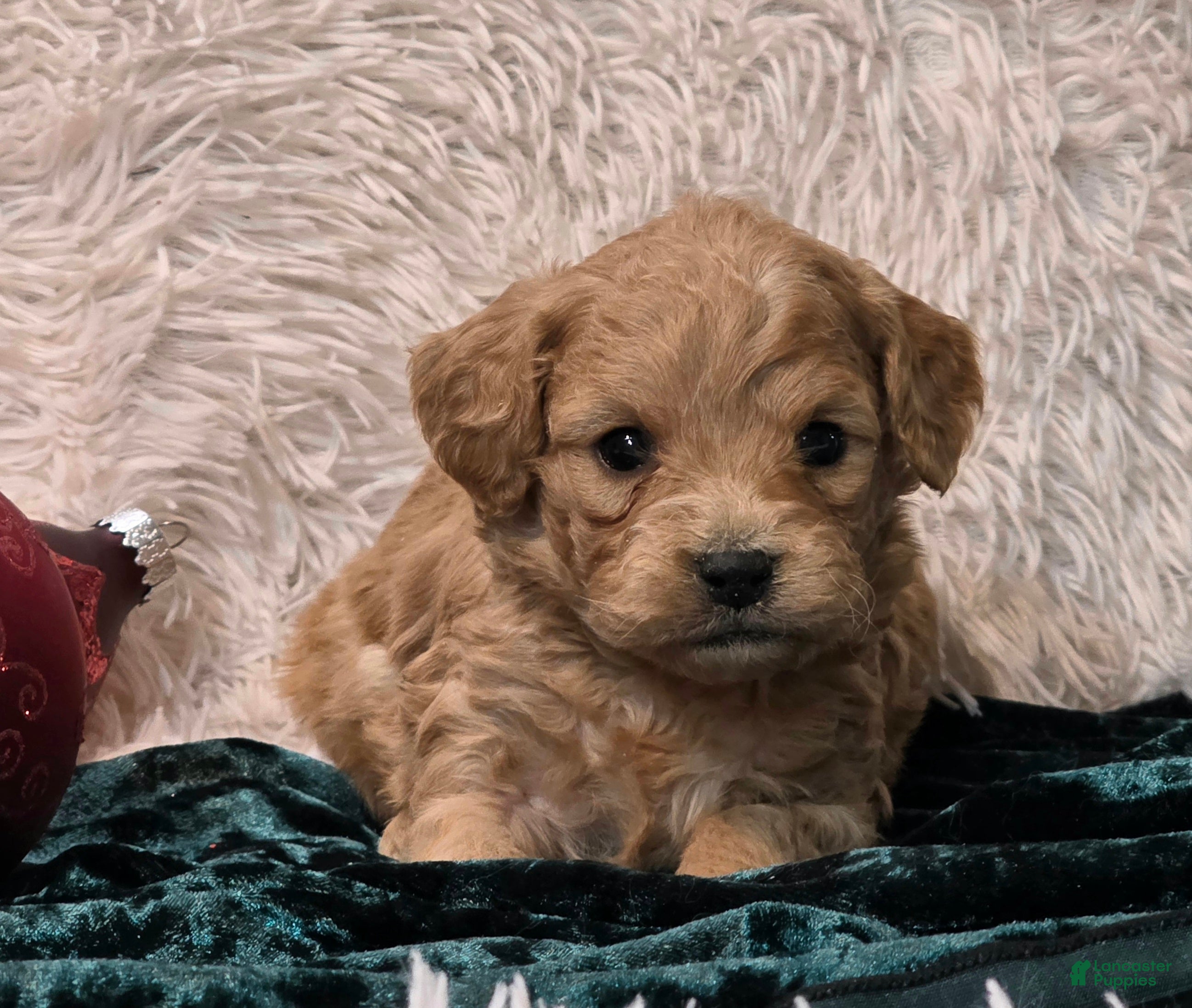 Mini Goldendoodle dogs Jaxon - Ad 5