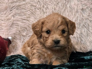 Mini Goldendoodle dogs Jaxon - Ad 35