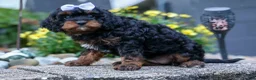 Cavapoo dogs for sale: Wanda 🐶 - Ad 23
