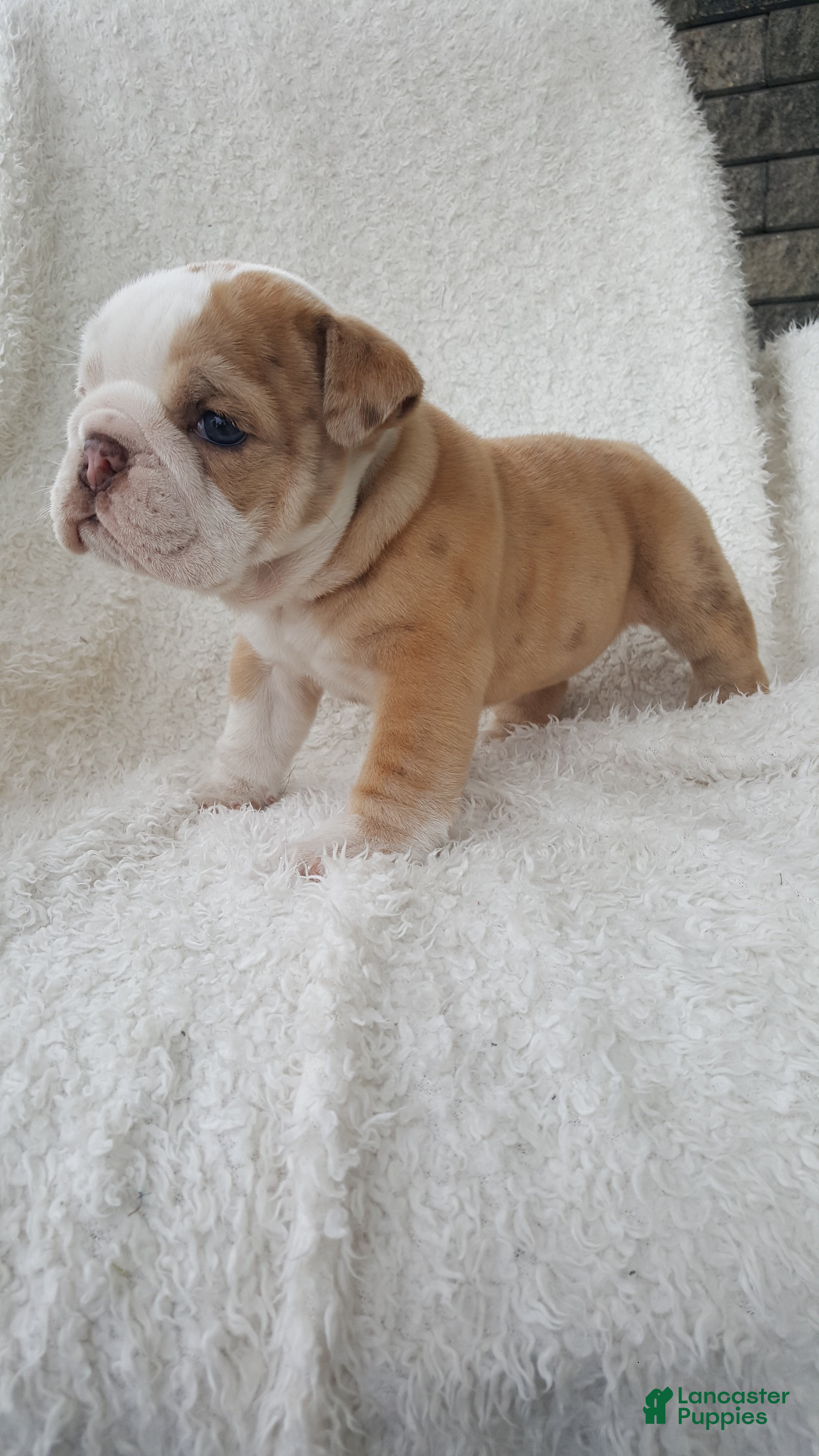 English Bulldog dogs for sale: Callie - Ad 1