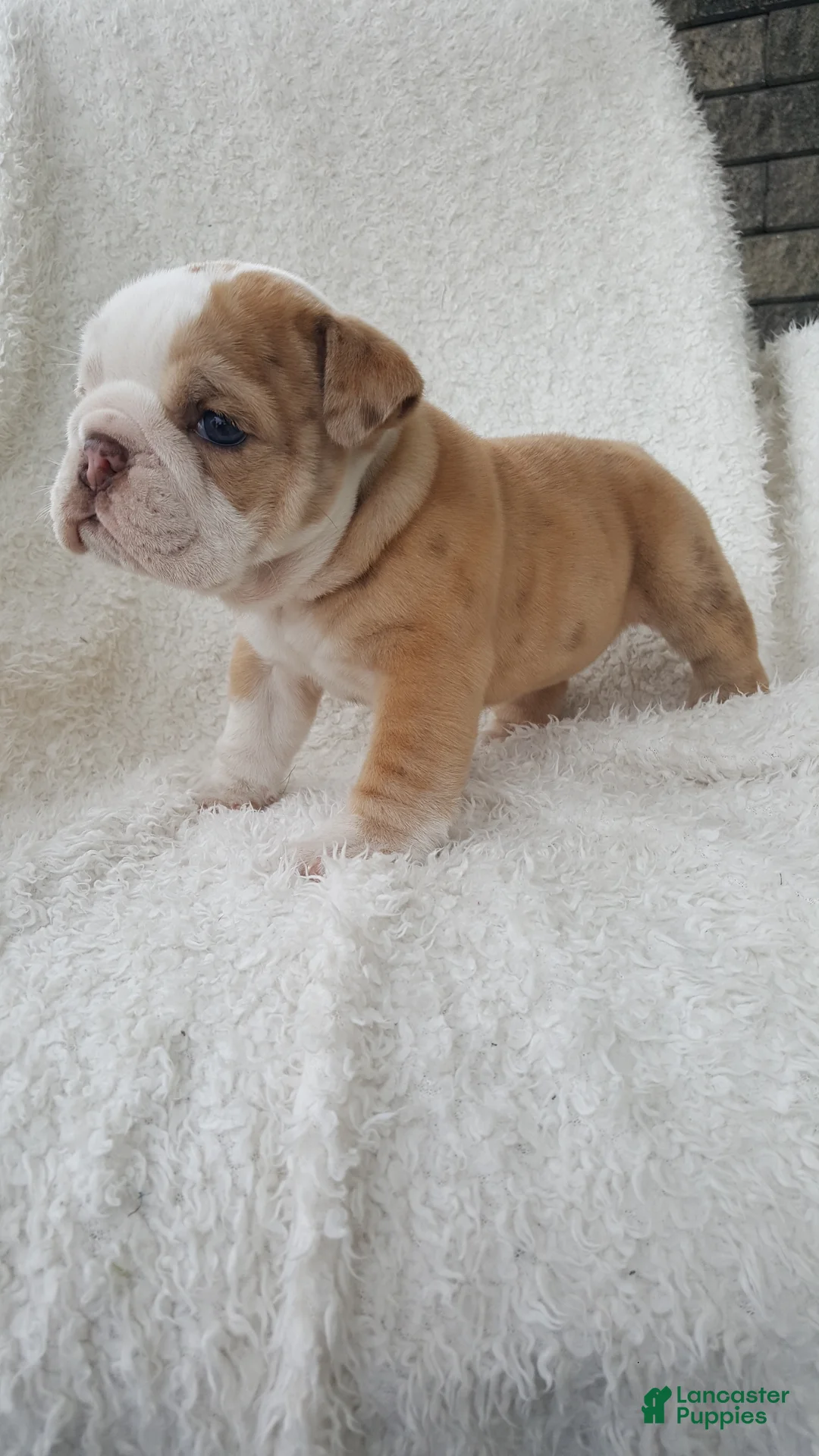 English Bulldog dogs for sale: Callie - Ad 1