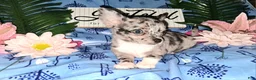 Chihuahua dogs for sale: Big Hoss - Ad 3