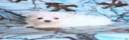 Maltese dogs for sale: Snowbell - Ad 5