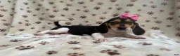 Beagle dogs for sale: Wendy - Ad 3