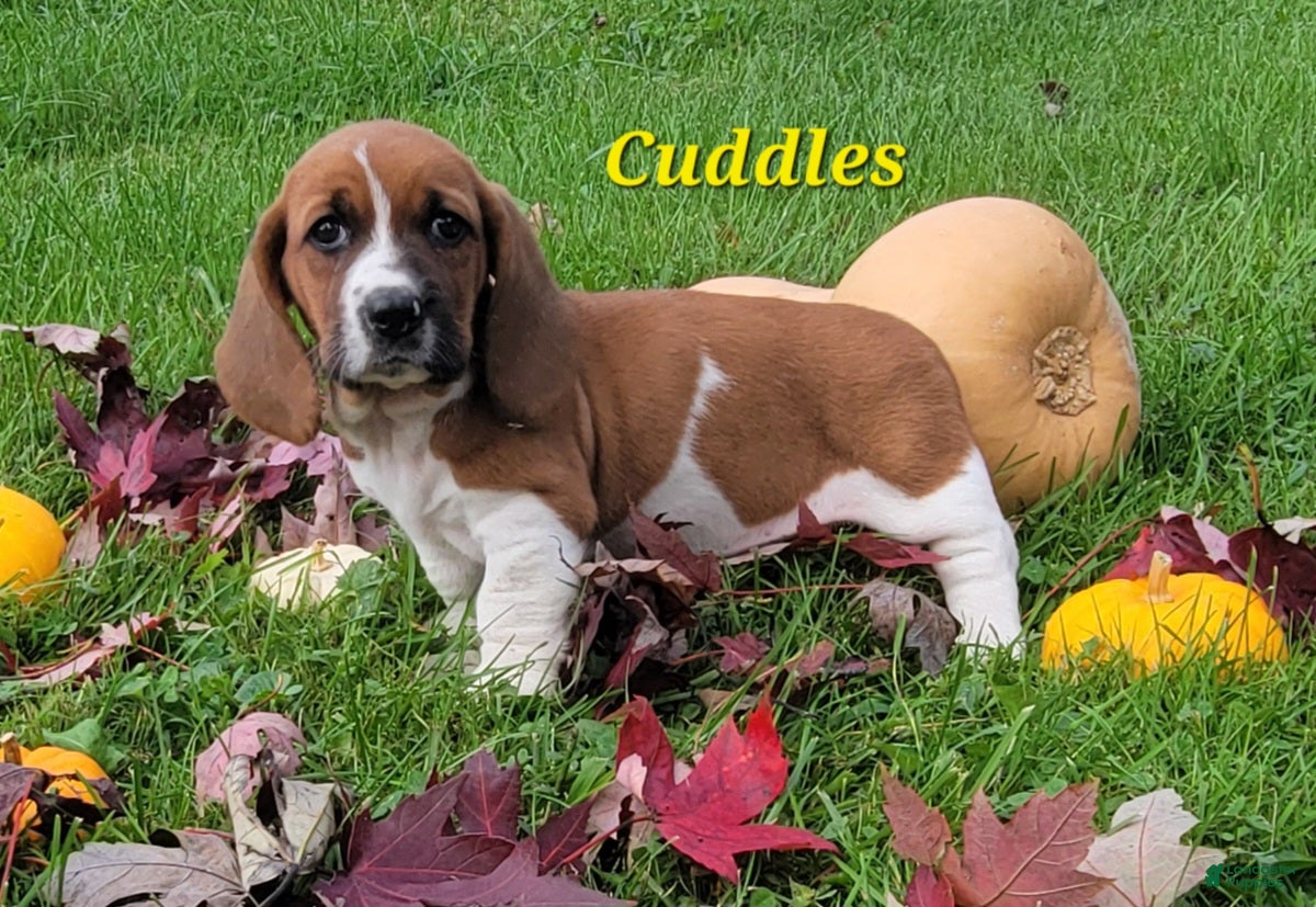 Basset Hound dogs Cuddles - Ad 1