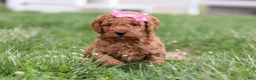 Mini Goldendoodle dogs for sale: Tessa - Ad 6