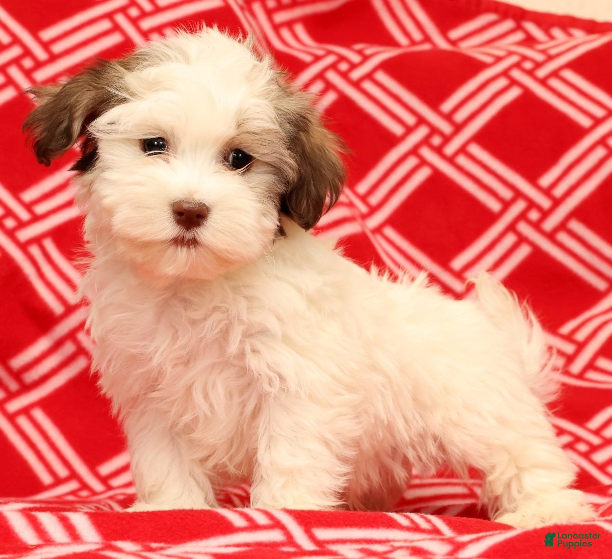 Havanese dogs Benji - Ad 1