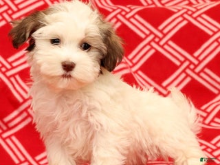 Havanese dogs Benji - Ad 1