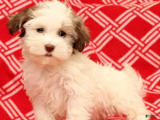 Havanese dogs Benji - Ad 12