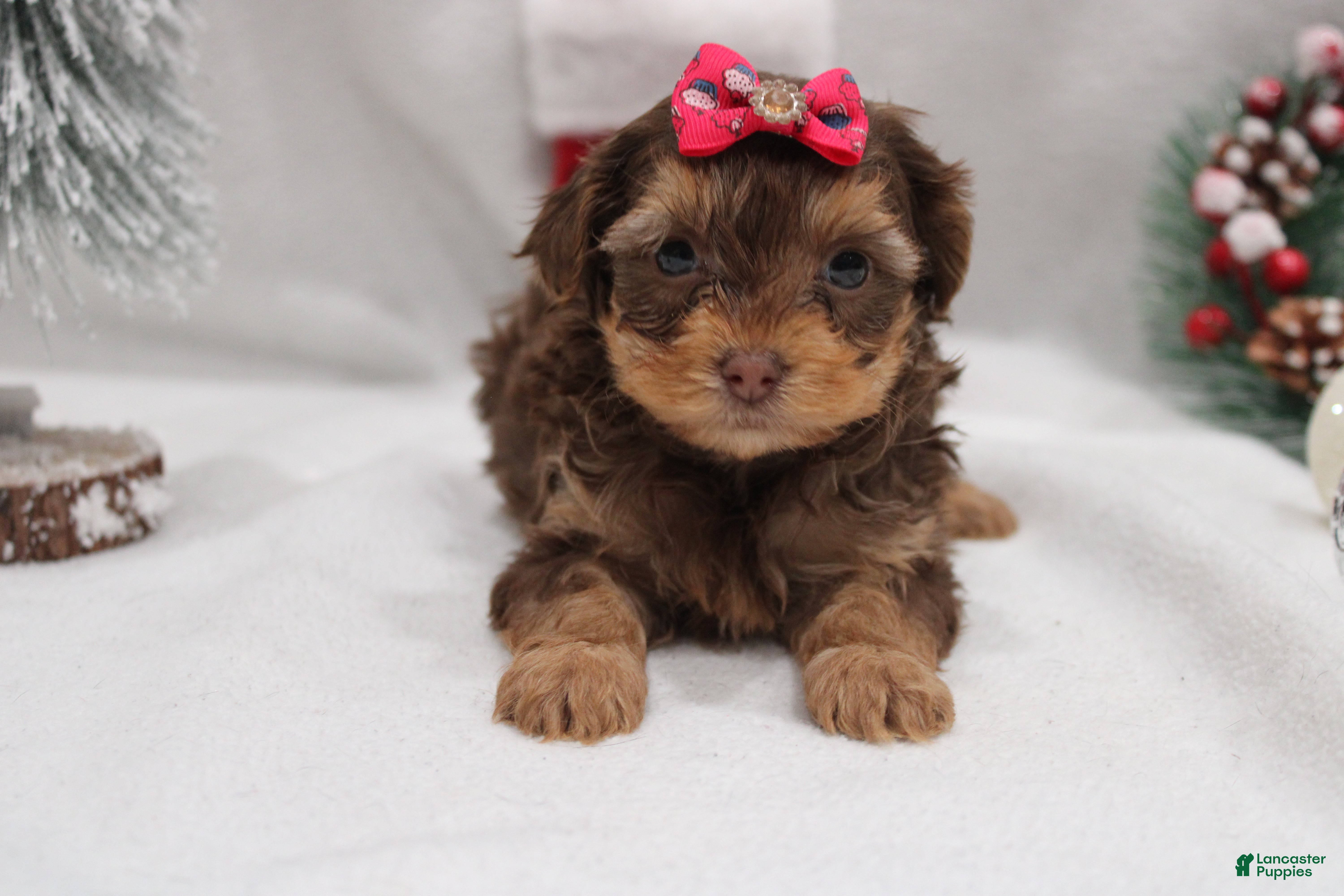 Yorkshire Terrier dogs Ruby - Ad 42