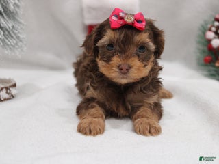 Yorkshire Terrier dogs Ruby - Ad 2