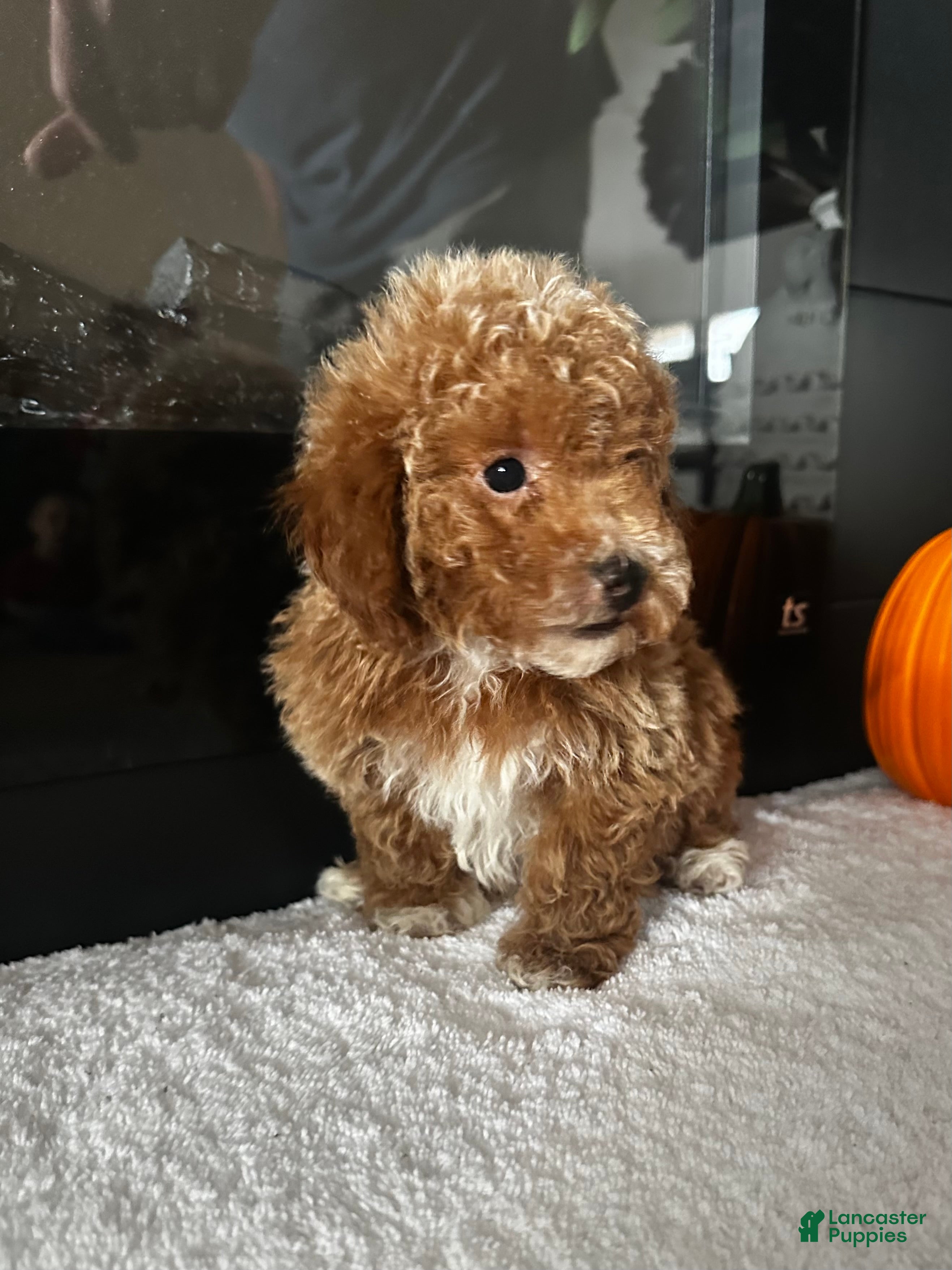 Toy Poodle dogs for sale: Benny - Ad 2