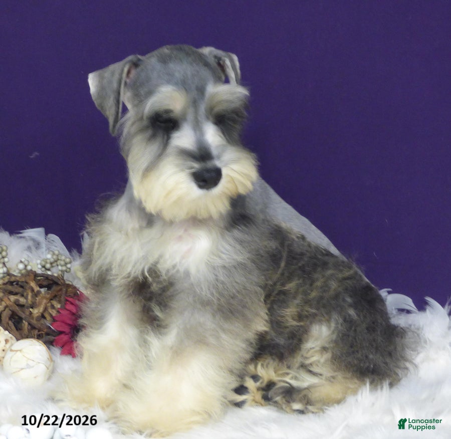 Miniature Schnauzer dogs Lady - Ad 2