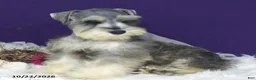 Miniature Schnauzer dogs for sale: Lady - Ad 2