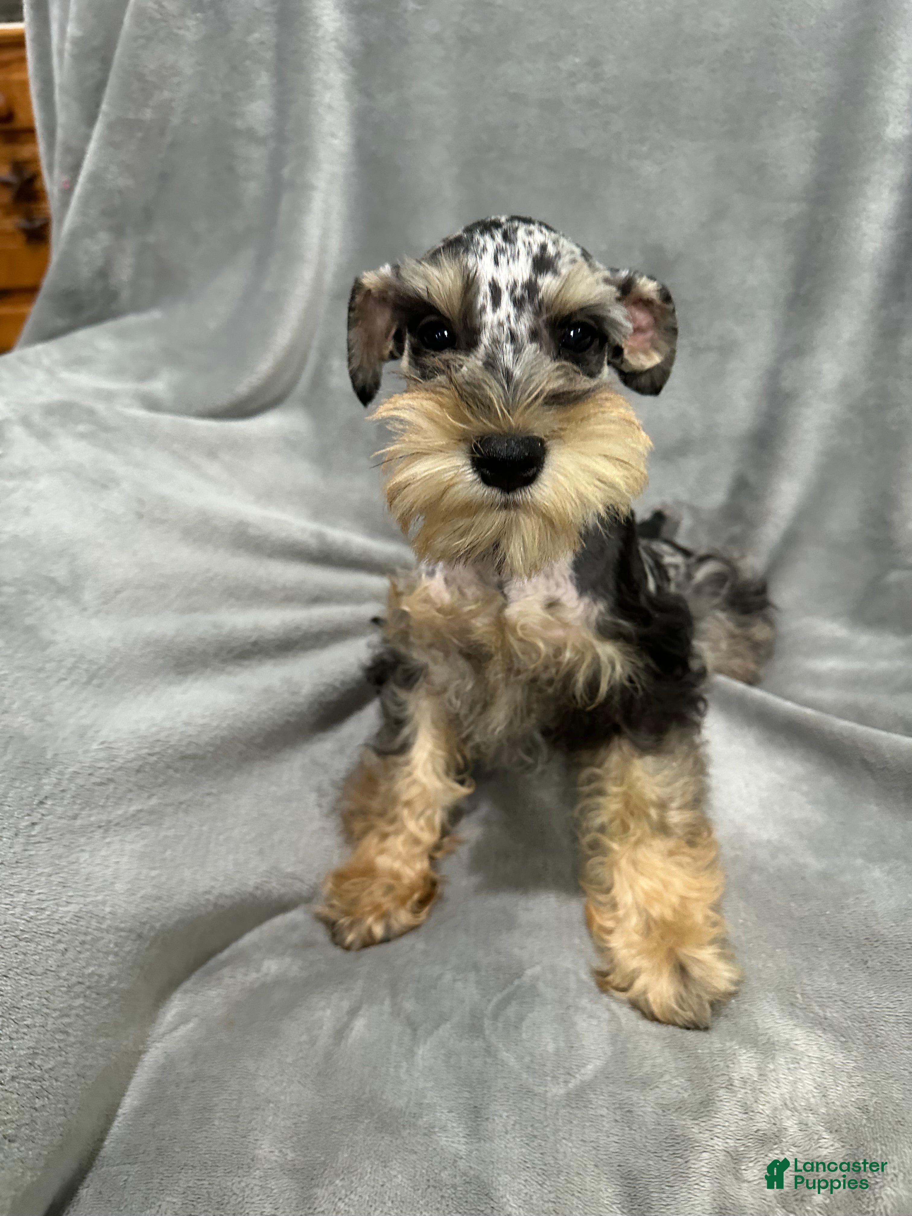 Miniature Schnauzer dogs Lyndel  - Ad 38