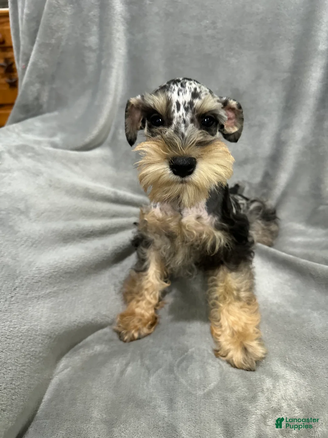 Miniature Schnauzer dogs for sale: Lyndel  - Ad 1