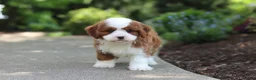 Cavapoo dogs for sale: Oscar - Ad 4