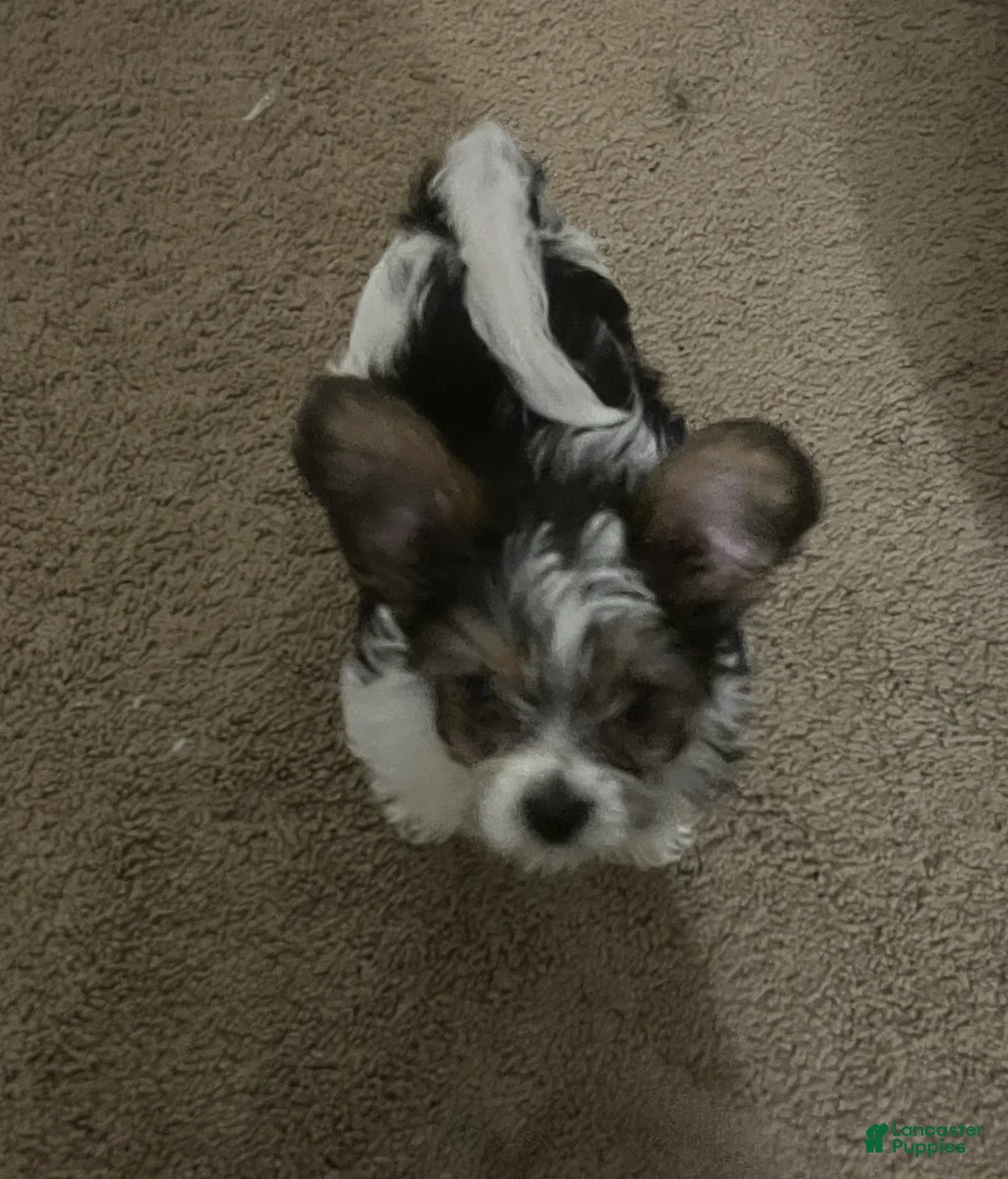 Yorkshire Terrier dogs for sale: Yorkshire Terrier 1 - Ad 2