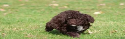 Mini Bernedoodle dogs for sale: Dark Chocolate - Ad 1