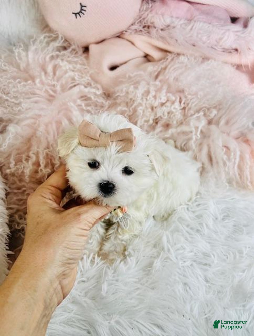 Maltese dogs for sale: Teacup Maltese Puppy 1 - Ad 3