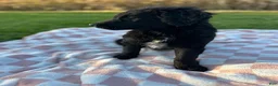Mixed Breed dogs for sale: Lucy - Ad 3