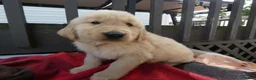 Golden Retriever dogs for sale: Golden Retriever 3 Bruno - Ad 2
