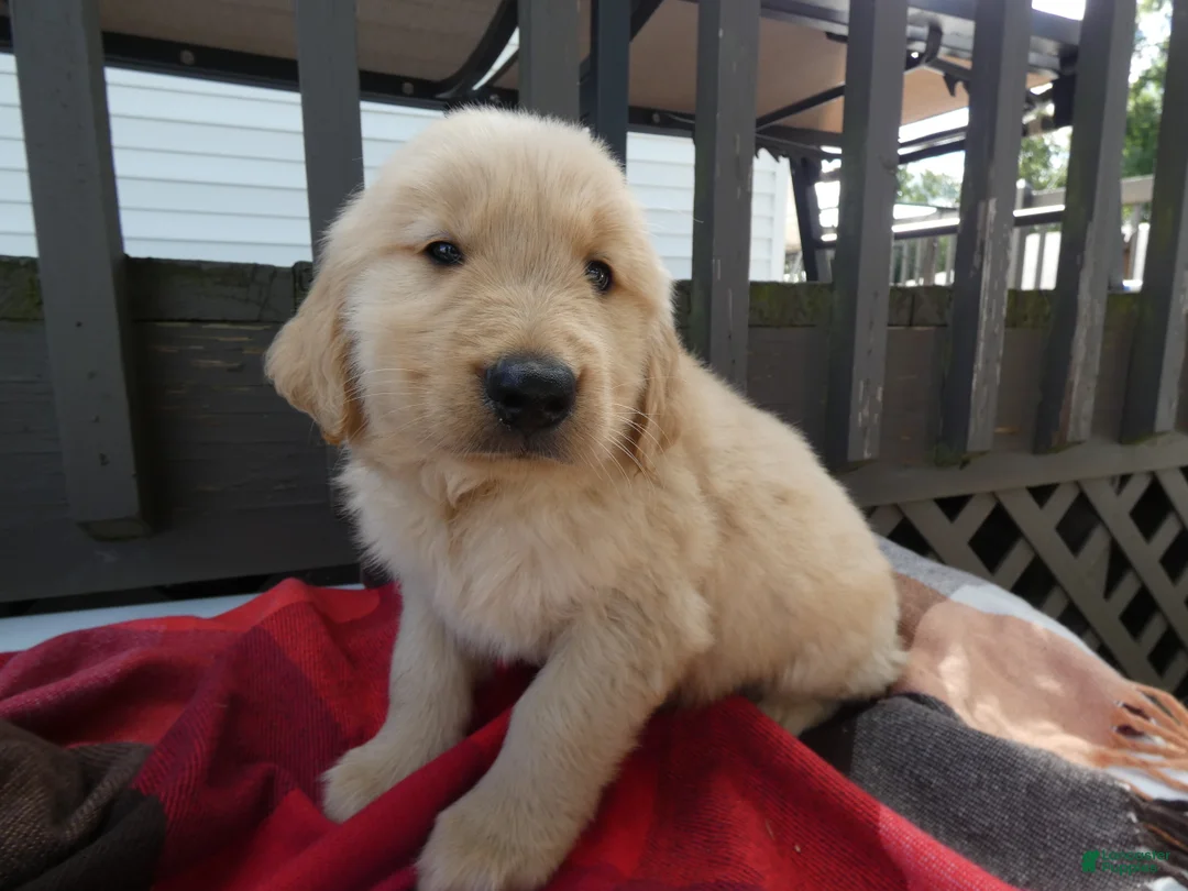 Golden Retriever dogs for sale: Golden Retriever 3 Bruno - Ad 2