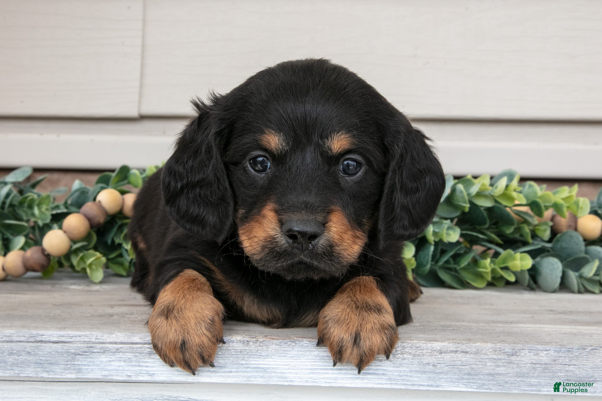 Miniature Dachshund dogs Rusty - Ad 1