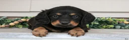 Miniature Dachshund dogs for sale: Rusty - Ad 1