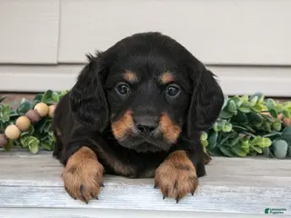 Miniature Dachshund dogs for sale: Rusty - Ad 1