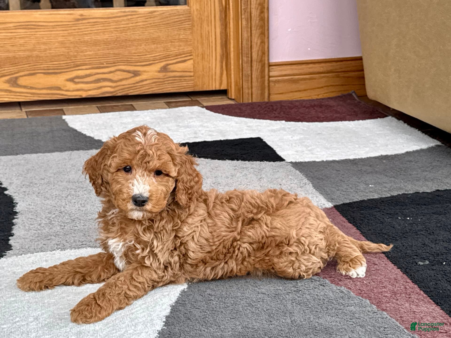 Cockapoo dogs Tim - Ad 2