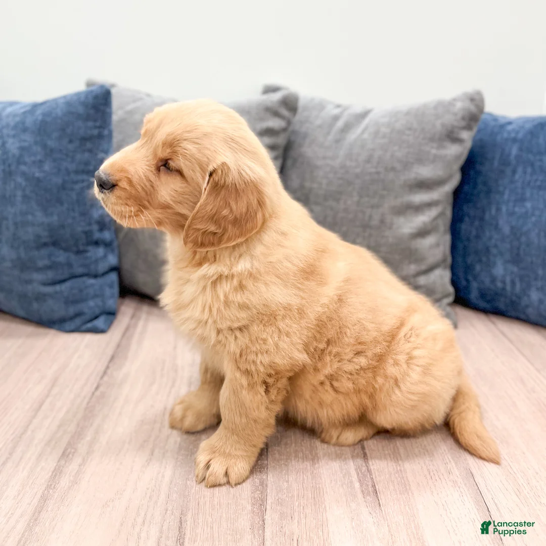 Golden Retriever dogs for sale: Buddy - Ad 4